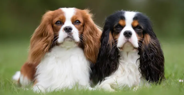 17 Reasons the Cavalier King Charles Spaniel Could Be the Dog of Your Dreams