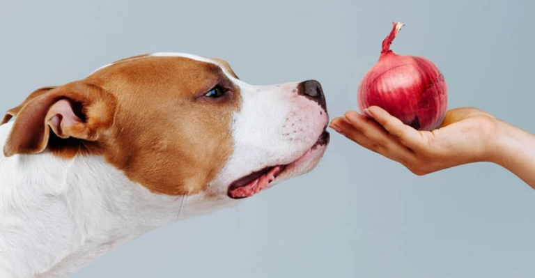 17 Strong Scents Dogs Can’t Stand and How They Show It