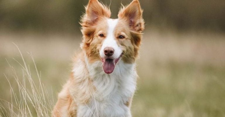 17 Dog Breeds That Often Don't Fit Well With the Average American Lifestyle