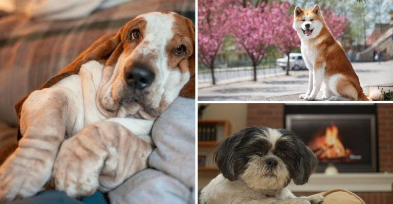 17 Dog Breeds That Totally Get Introverts and Match Their Energy