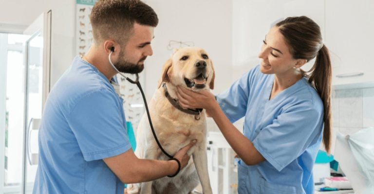 17 Truths Vets Wish Dog Owners Knew Before It Was Too Late