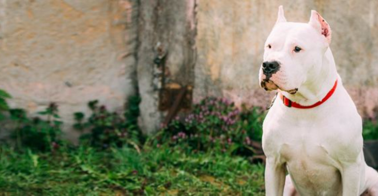 18 Dog Breeds That Aren’t Suitable For Pet Life