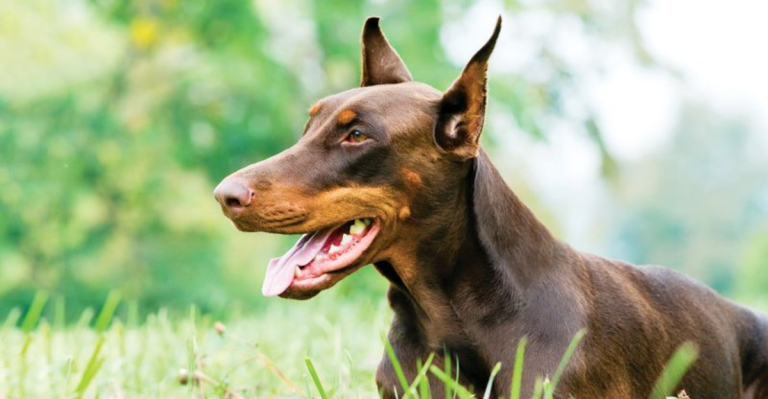 18 Large Dog Breeds Who Will Guard Their Territory Against Intruders of Any Size
