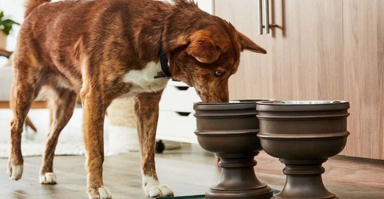 18 Comfort Items That Make Senior Pets Happier and Healthier