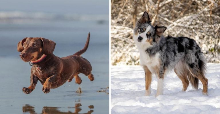 18 Dog Breeds Most Likely to Misbehave (According to Experts)