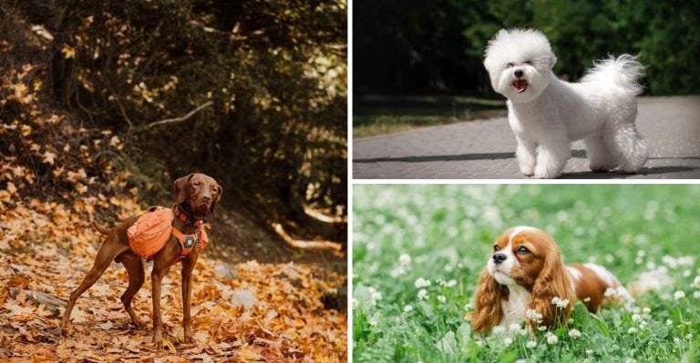 18 Super-Emotional Dog Breeds That Hate Being Alone