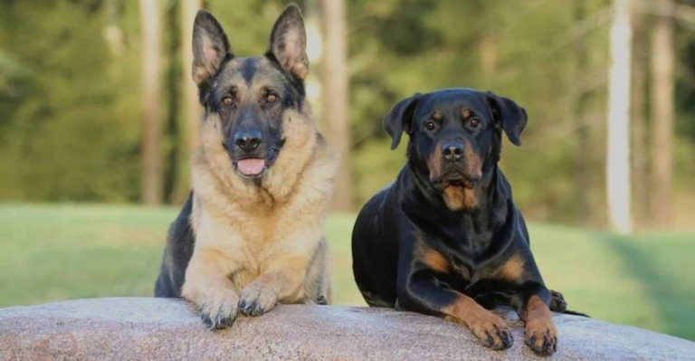 19 Best Dog Breeds That Get Along Perfectly with German Shepherds