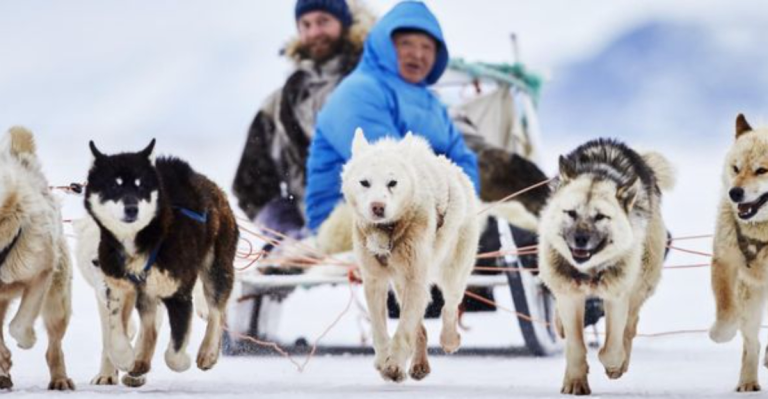 19 Dog Breeds That Were Used For Survival In Some Of The Harshest Places On Earth