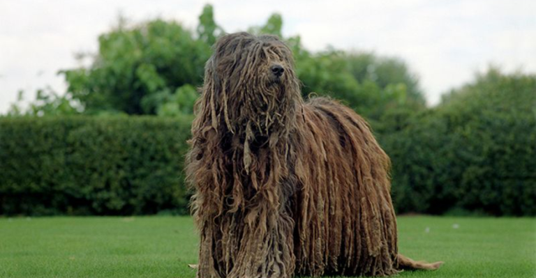 19 Dog Breeds with the Most Unusual Appearances