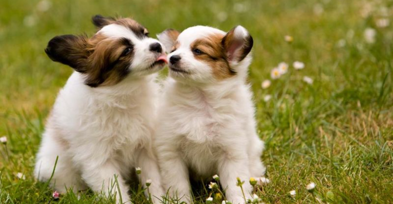19 Dog Breeds with the Sweetest Souls You’ll Ever Meet