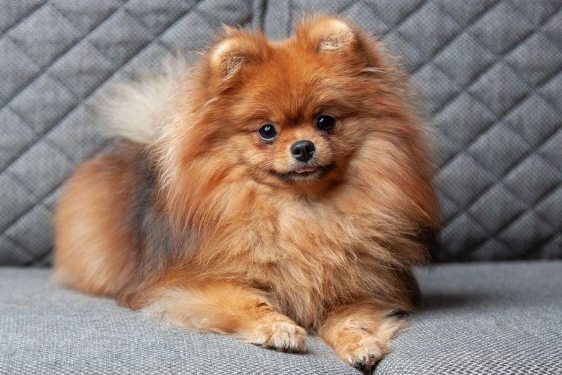 Pomeranian: The Fluffy Drama Queen