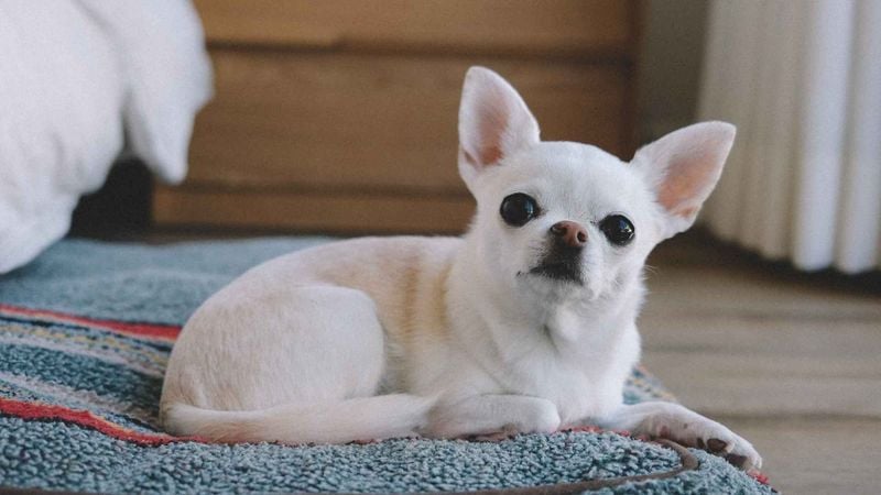 Chihuahua: The Tiny Trembling Guilt Machine