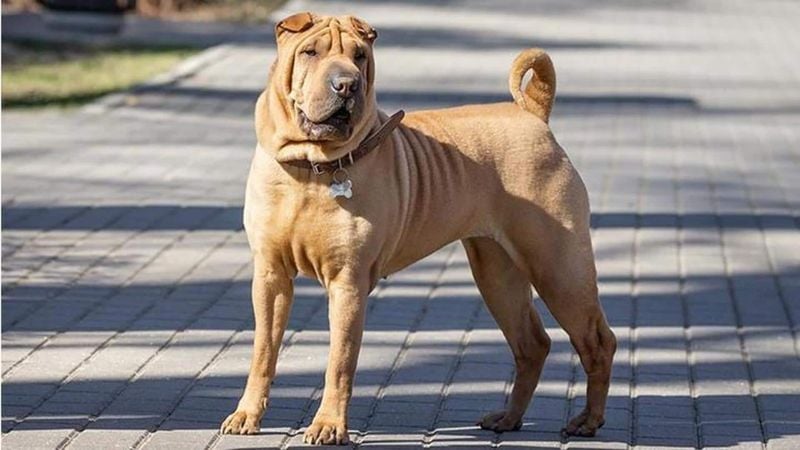 Shar Pei
