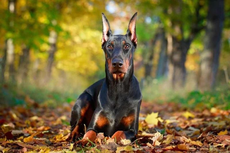 Doberman Pinscher: The Elegant Guardian with Laser Focus