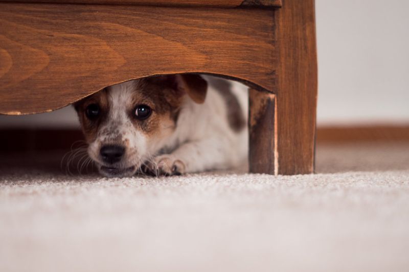 Hiding Under Furniture or in Crates