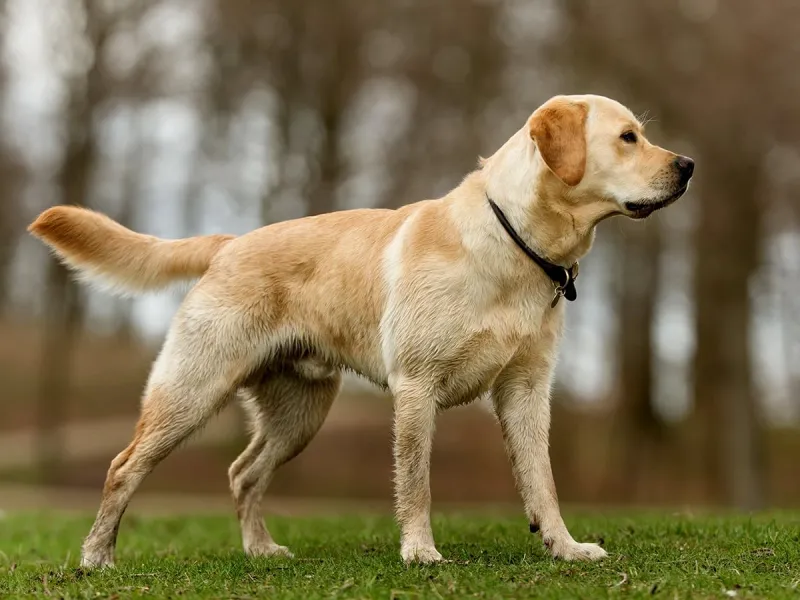 Labrador Retriever: Resilient Water Rescue Expert