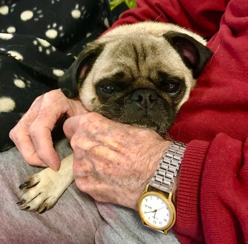 Pug