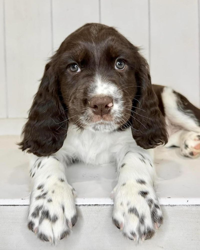 English Springer Spaniel's Ear Challenges