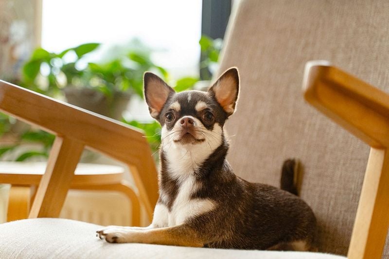Chihuahua