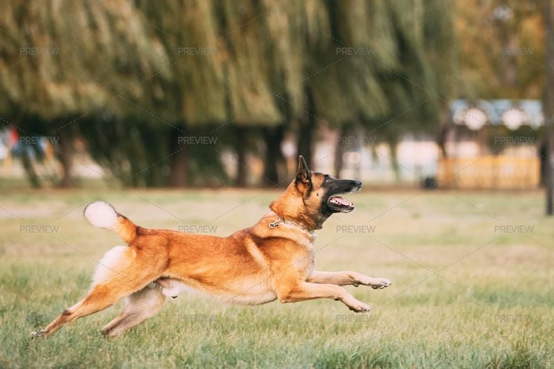 Belgian Malinois