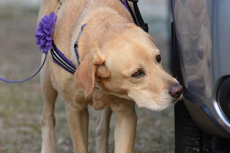 Labrador Retriever