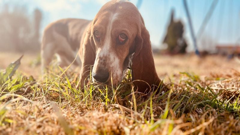 Basset Hound