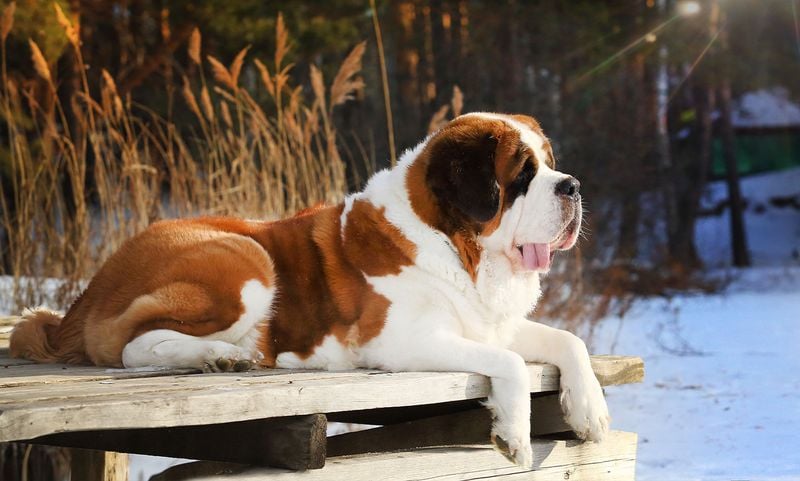 Saint Bernard: Mountain-Sized Love With Mountain-Sized Needs