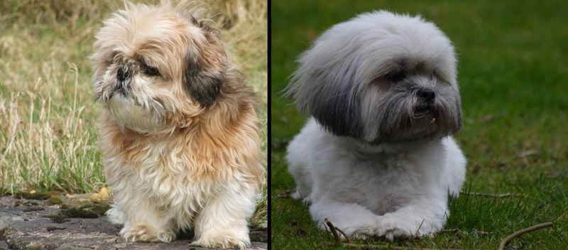 Shih Tzu vs. Lhasa Apso