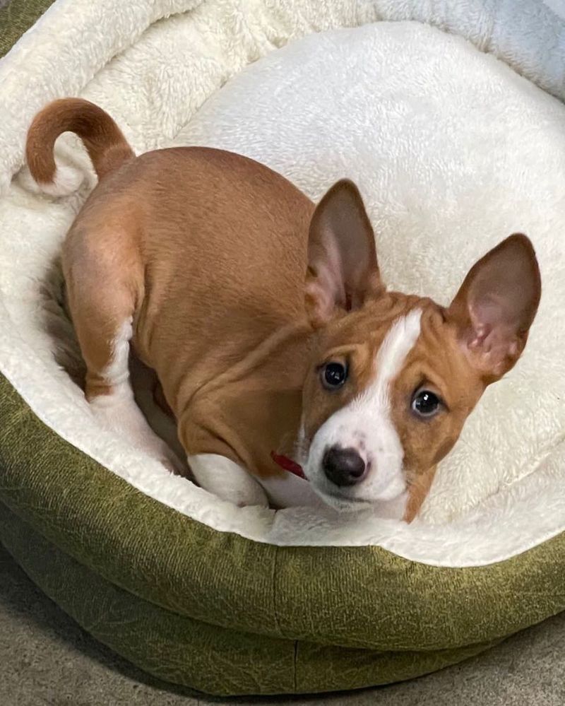 Basenji: The Barkless Rebel