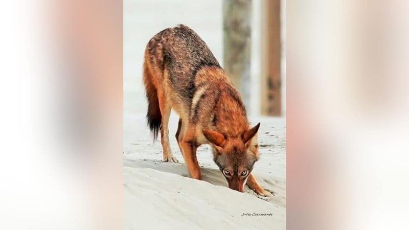 Texas Red Wolf-Coyote Hybrids