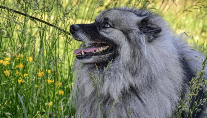 Keeshond