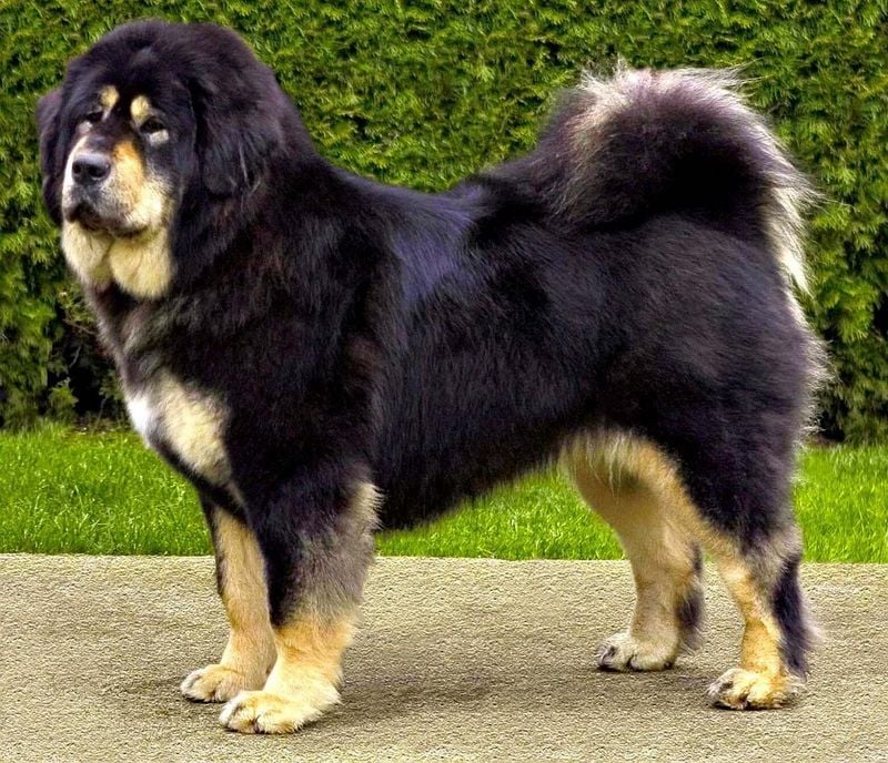 Majestic Tibetan Mastiff - The Million-Dollar Guardian