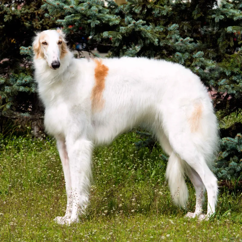 Borzoi: The Silent Russian Aristocrat