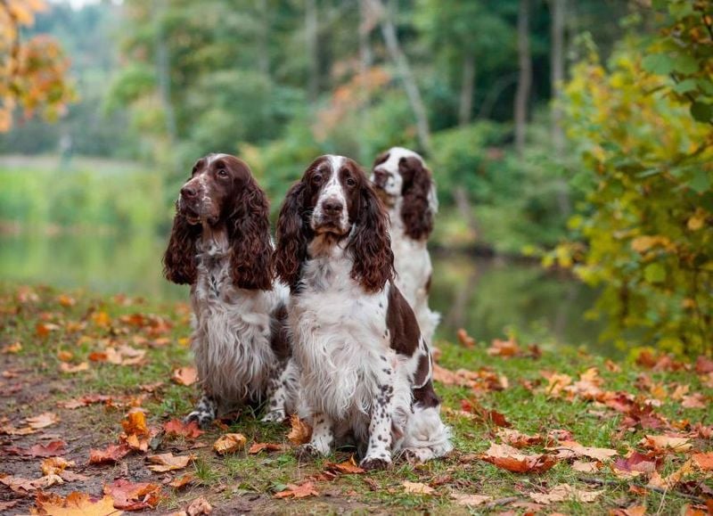 English Springer Spaniel