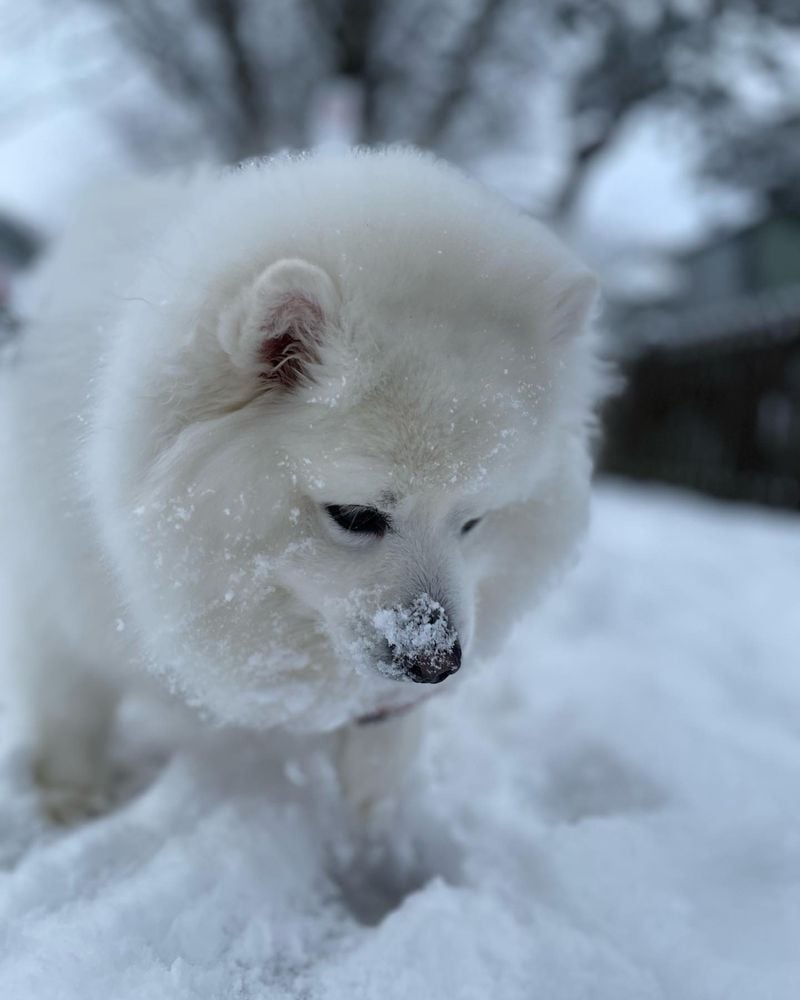 American Eskimo Dog