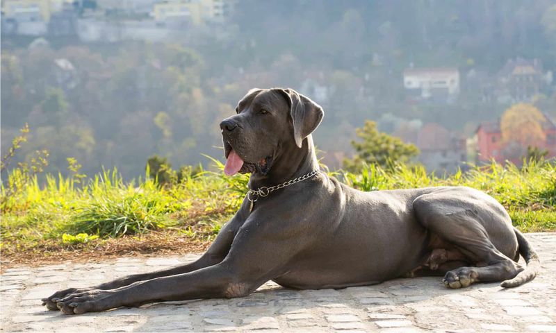 Great Dane: Gentle Giant With Short Lifespan