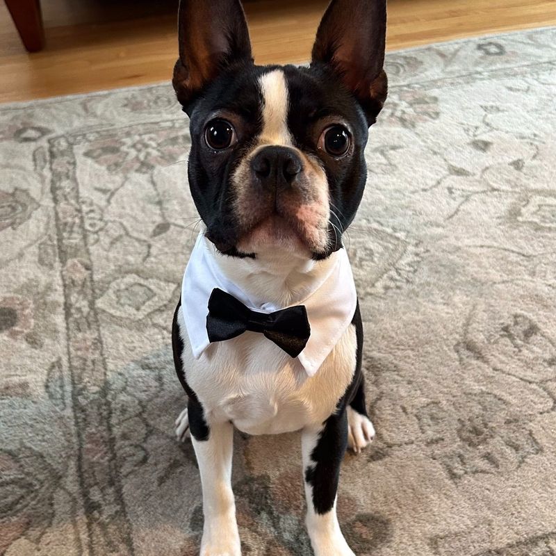Boston Terrier: The Dapper Gentleman