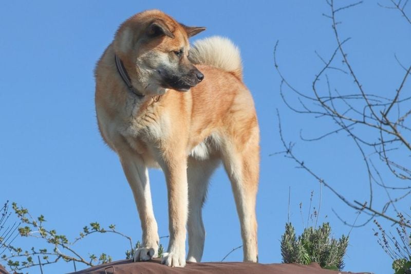 Akita