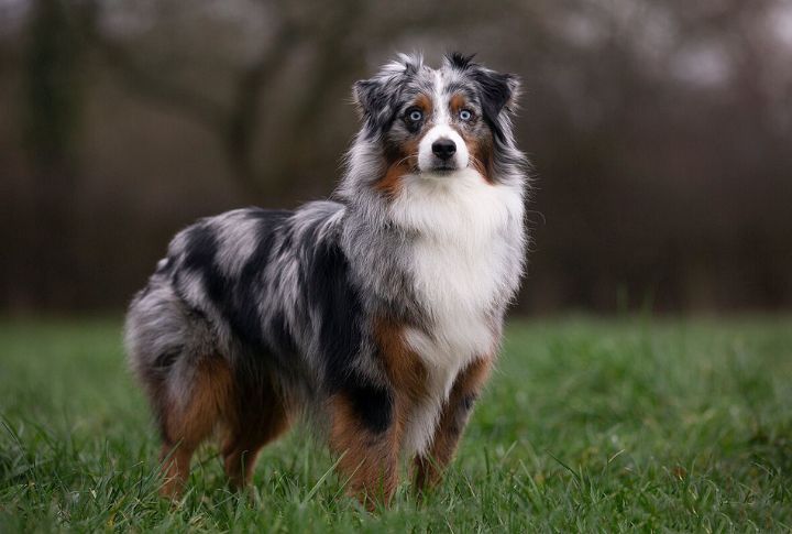Bred From Smaller Australian Shepherds With Purpose
