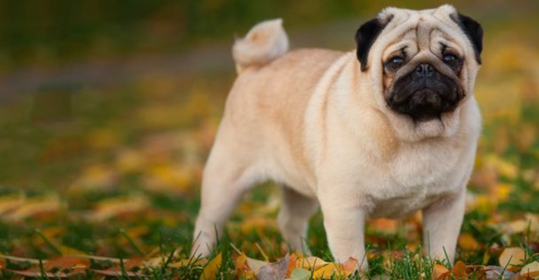 20 Dog Breeds That Are Very Cute But Not Very Smart (Sorry!)