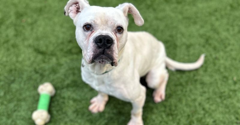 20 Dog Breeds That Keep Ending Up In Shelters