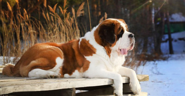20 Laid-Back Dog Breeds That Never Lose Their Cool and Stay Calm in Any Situation