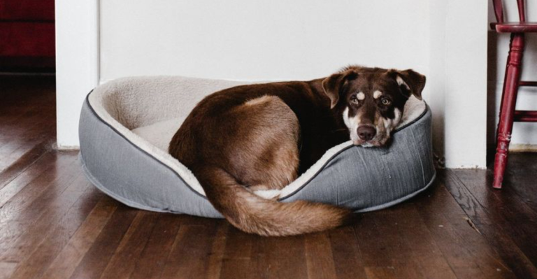 20 Reasons Dogs Are Better Roommates Than Most Humans
