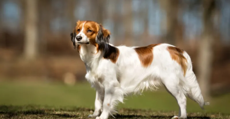 20 Wonderful Dog Breeds That Are Losing Popularity Fast