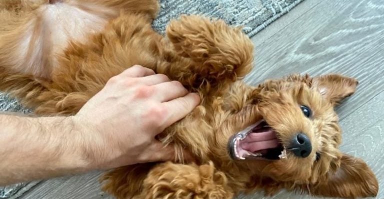 20 “Cute” Dog Habits That Are Actually Red Flags