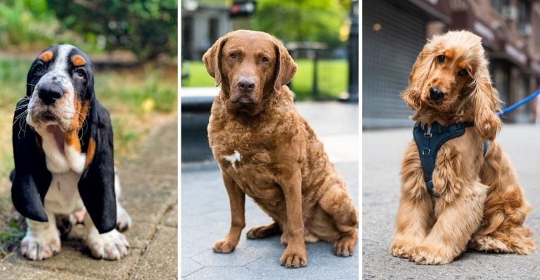 20 Dog Breeds That Come With a Powerful Stink (And Why They Smell That Way)