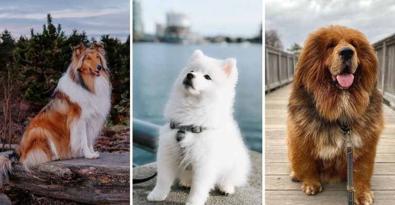 20 Fluffiest Dog Breeds You'll Want to Cuddle Right Now