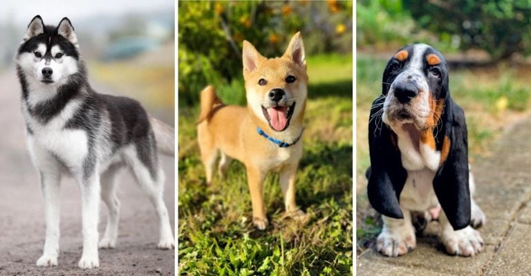 20 Headstrong Dog Breeds That Make Training a Challenge