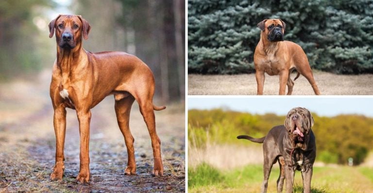 20 Loyal Dog Breeds That Would Defend You Without Hesitation