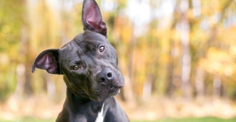 20 Signs Your Dog Is Secretly Mad at You (And What to Do)